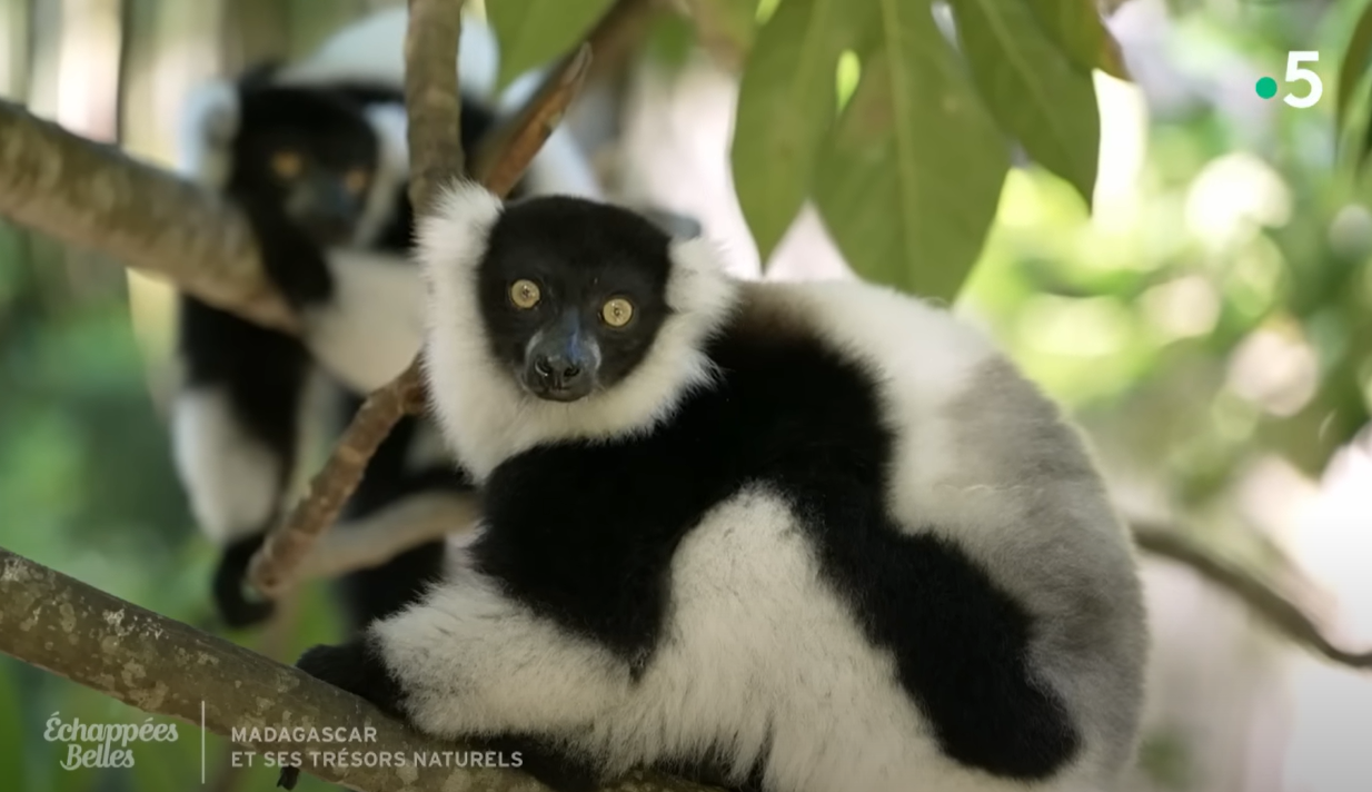 Carregar vídeo: Émission spéciale : Madagascar et ses trésors naturels - Échappées belles